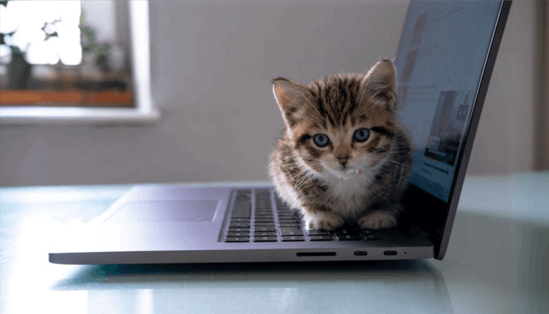 Cat looking at laptop